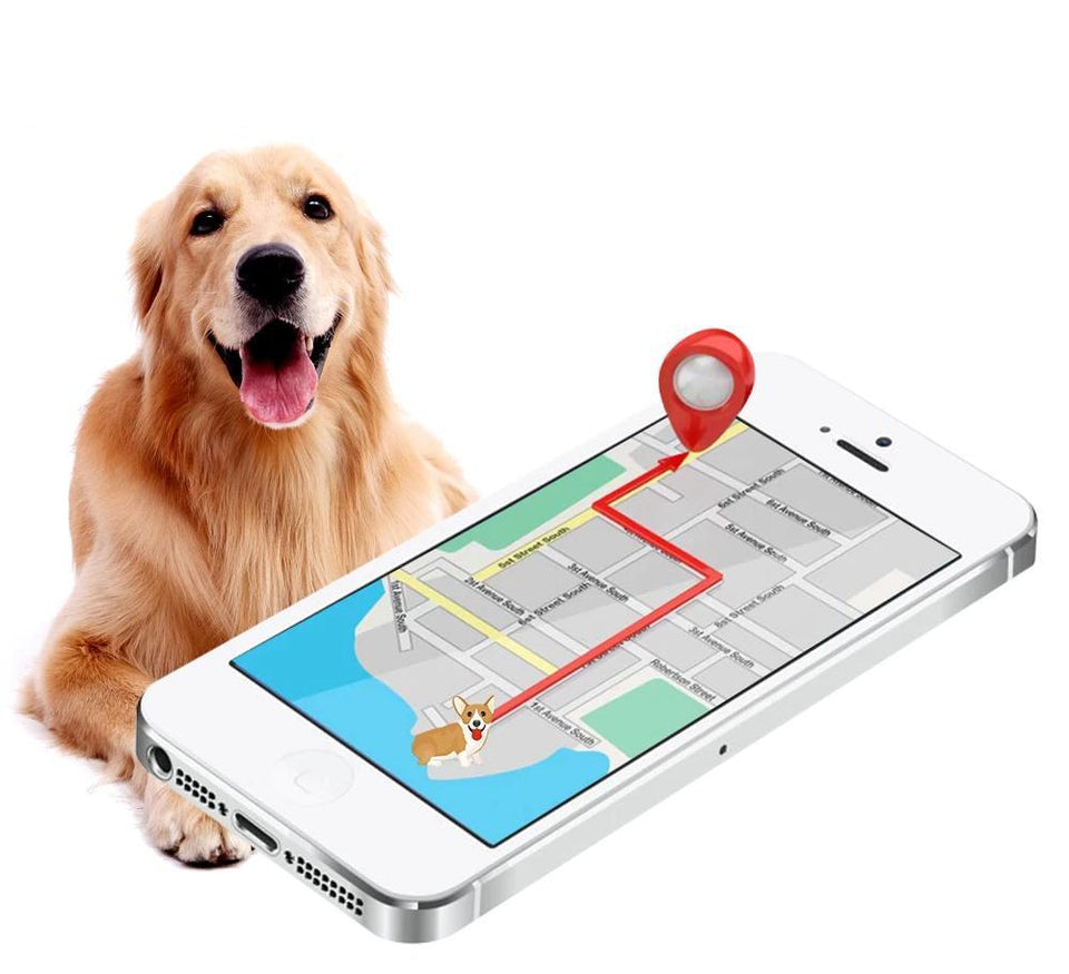 Coleira com Rastreador GPS